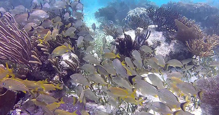Private Cenote & Reef Snorkel 